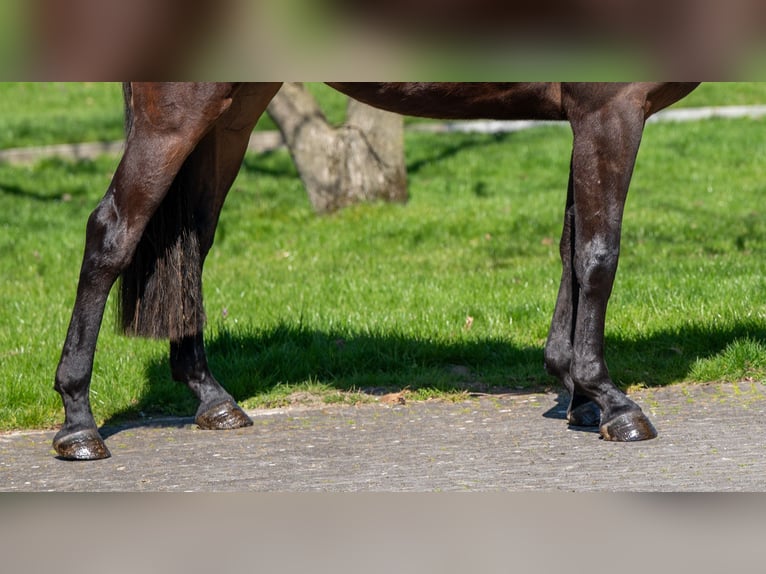 Zangersheide Merrie 3 Jaar 167 cm  in GROTE-BROGEL