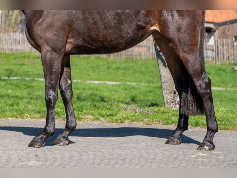 Zangersheide Merrie 3 Jaar 167 cm  in GROTE-BROGEL