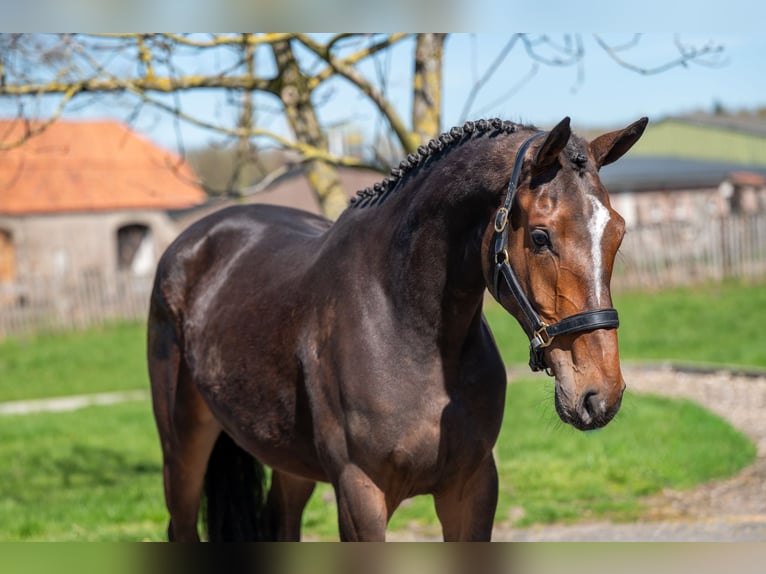 Zangersheide Merrie 3 Jaar 167 cm  in GROTE-BROGEL