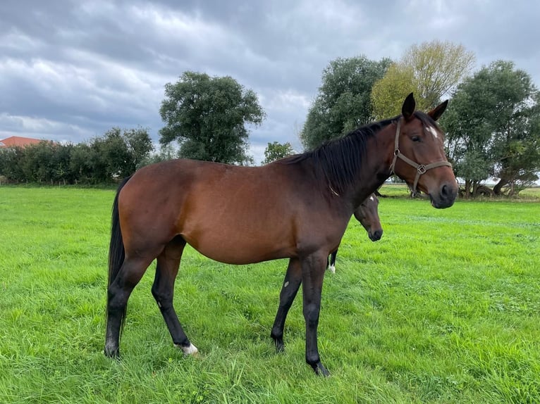 Zangersheide Merrie 3 Jaar 168 cm Bruin in Rhinow