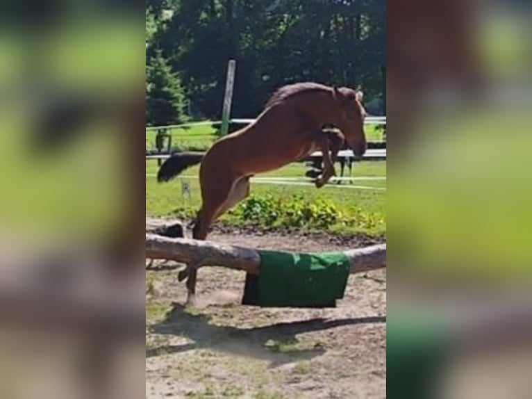 Zangersheide Merrie 3 Jaar 168 cm Bruin in Młyn Dolny
