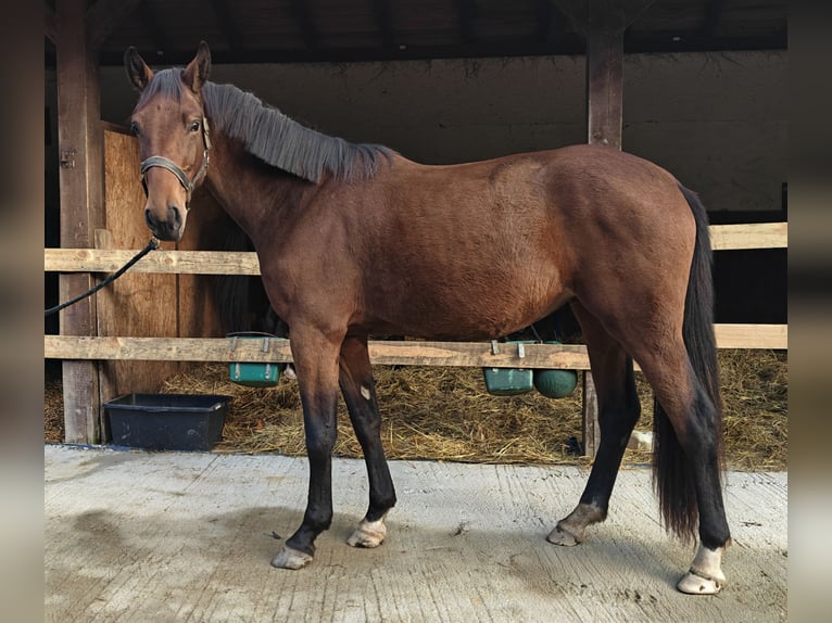 Zangersheide Merrie 3 Jaar 168 cm Bruin in Młyn Dolny