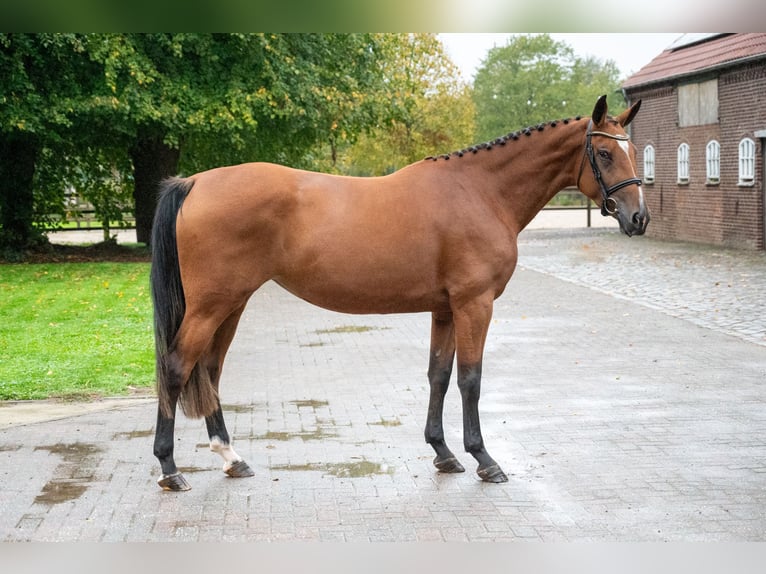 Zangersheide Merrie 3 Jaar 168 cm Bruin in Kaulille