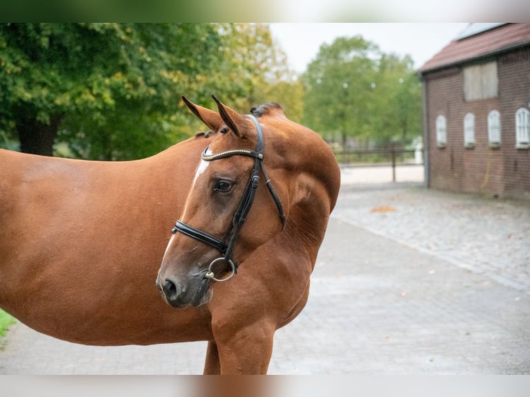 Zangersheide Merrie 3 Jaar 168 cm Bruin in Kaulille