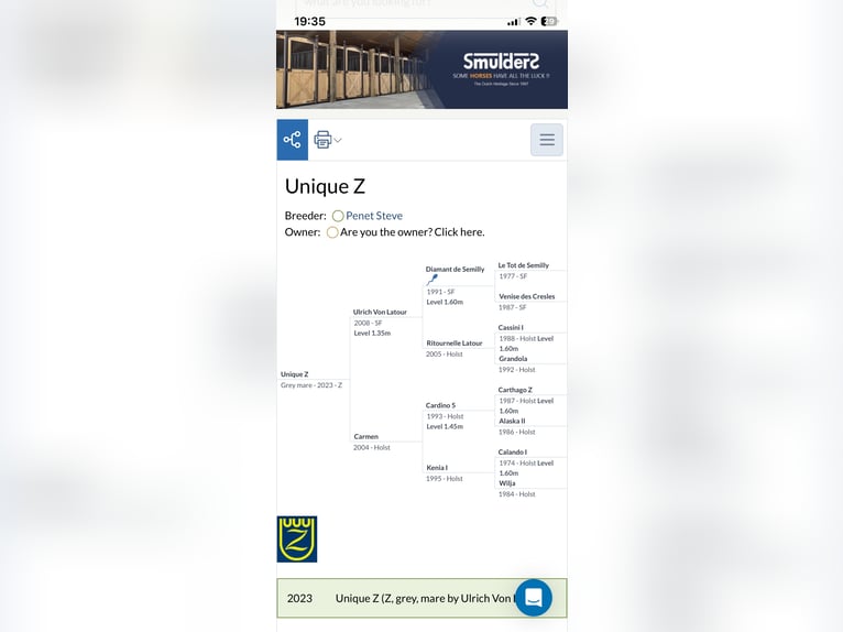Zangersheide Merrie 3 Jaar 168 cm Schimmel in Elverdinge