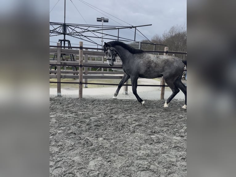 Zangersheide Merrie 3 Jaar 168 cm Schimmel in Elverdinge
