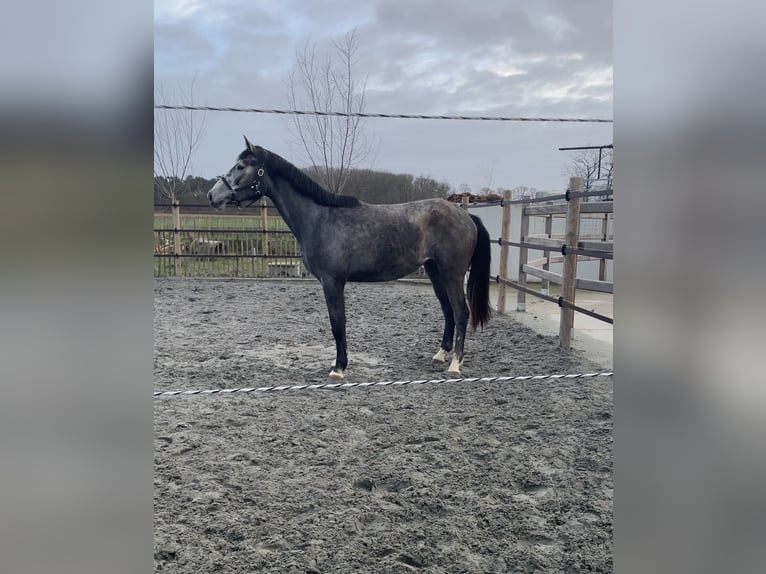 Zangersheide Merrie 3 Jaar 168 cm Schimmel in Elverdinge