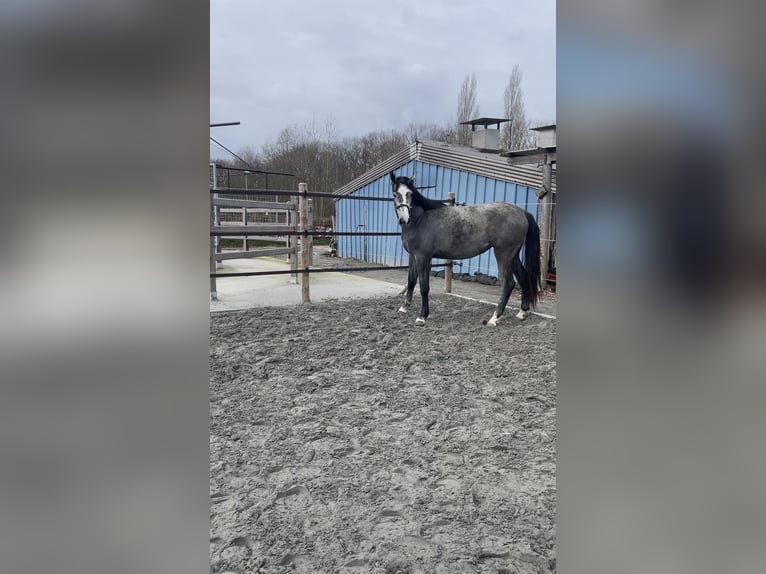 Zangersheide Merrie 3 Jaar 168 cm Schimmel in Elverdinge