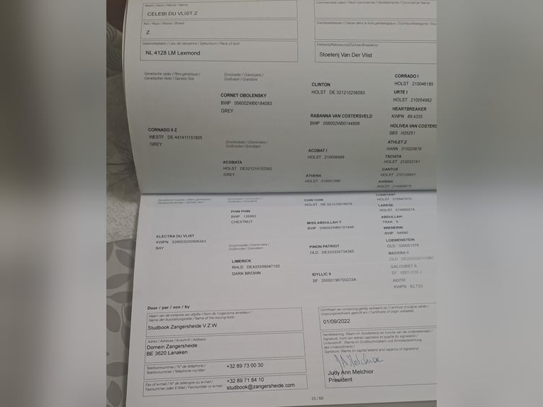 Zangersheide Merrie 3 Jaar 168 cm Schimmel in Gyula