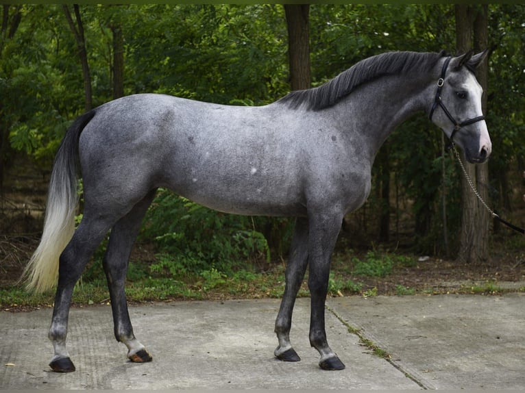 Zangersheide Merrie 3 Jaar 168 cm Schimmel in Gyula