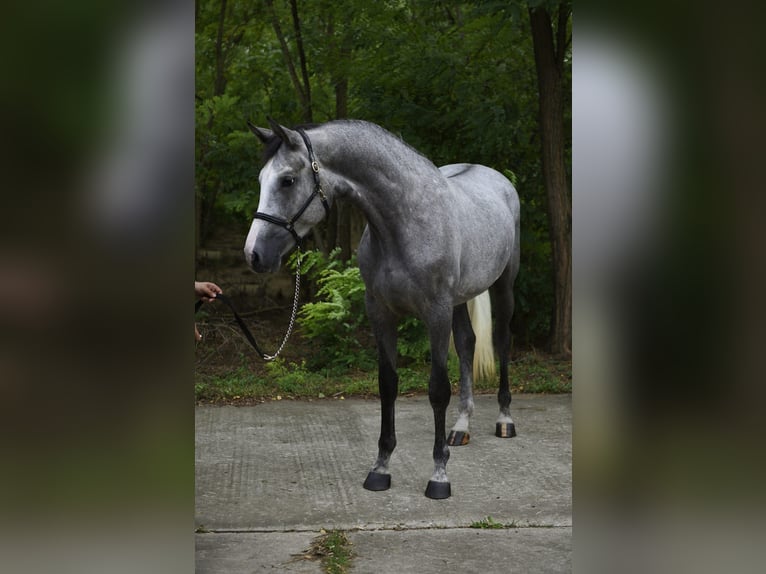 Zangersheide Merrie 3 Jaar 168 cm Schimmel in Gyula