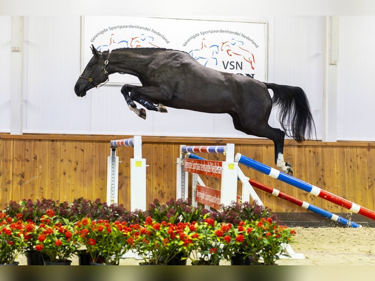 Zangersheide Merrie 3 Jaar 168 cm Zwartbruin in Ommen