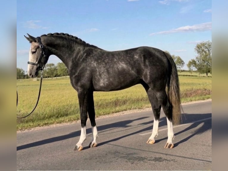 Zangersheide Merrie 3 Jaar 168 cm Zwartschimmel in Szarvas