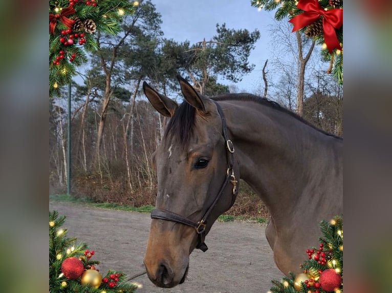 Zangersheide Merrie 3 Jaar 169 cm Bruin in Asten