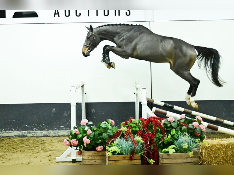 Zangersheide Merrie 3 Jaar 169 cm Bruin in Bladel