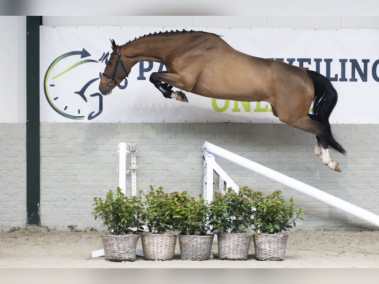 Zangersheide Merrie 3 Jaar 169 cm Bruin in Heerde