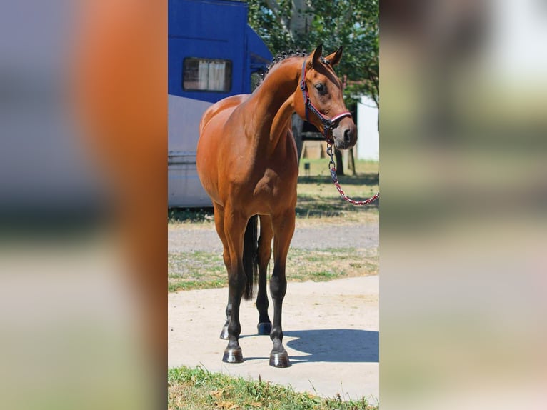 Zangersheide Merrie 3 Jaar 169 cm Bruin in Hódmezővásárhely Zangersheide Merrie 3 Jaar 169 cm Bruin in Hódmezővásárhely