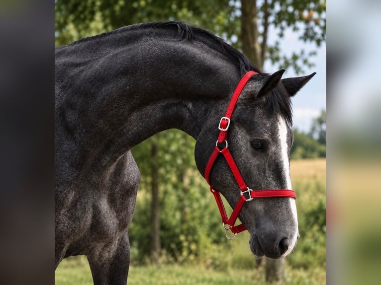 Zangersheide Merrie 3 Jaar 169 cm Schimmel in Csabacsűd