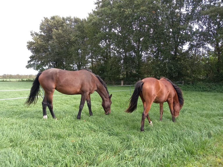 Zangersheide Merrie 3 Jaar 170 cm Bruin in Kaatsheuvel