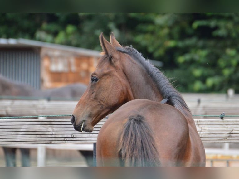 Zangersheide Merrie 3 Jaar 170 cm Bruin in Kaatsheuvel