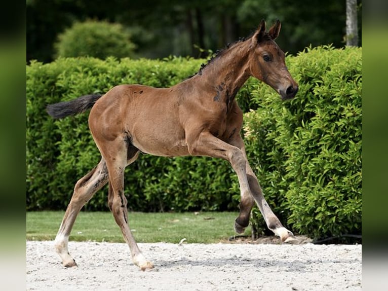 Zangersheide Merrie 3 Jaar 170 cm Bruin in Kaatsheuvel