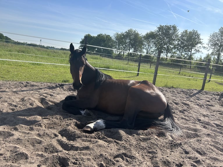 Zangersheide Merrie 3 Jaar 170 cm Bruin in Kaatsheuvel