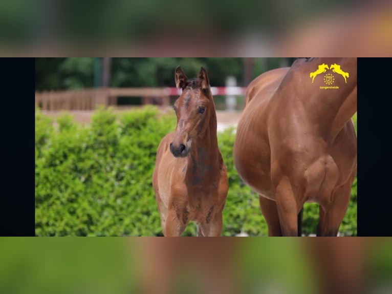 Zangersheide Merrie 3 Jaar 170 cm Bruin in Kaatsheuvel