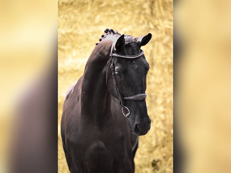Zangersheide Merrie 3 Jaar 170 cm Donkerbruin in Bladel