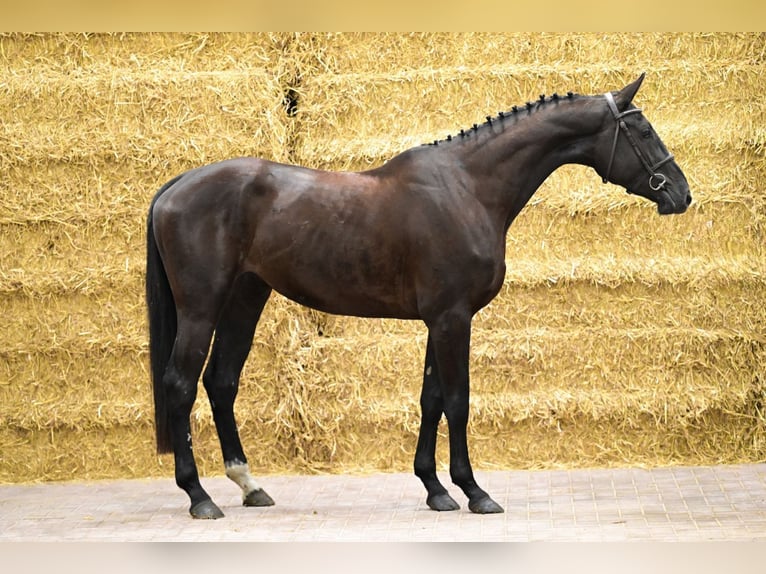 Zangersheide Merrie 3 Jaar 170 cm Donkerbruin in Bladel