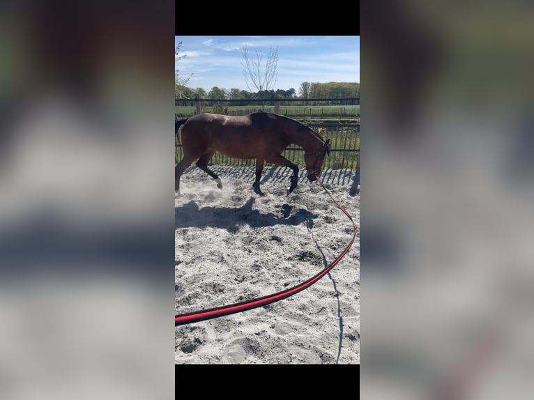 Zangersheide Merrie 3 Jaar 170 cm Donkerbruin in Ieper