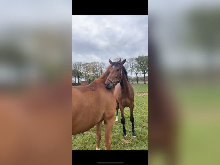 Zangersheide Merrie 3 Jaar 170 cm Donkerbruin in Ieper
