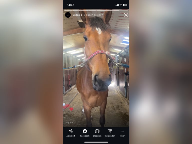 Zangersheide Merrie 3 Jaar 170 cm Donkerbruin in Ieper