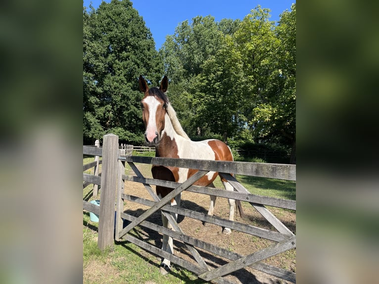 Zangersheide Merrie 3 Jaar 170 cm Gevlekt-paard in Belsele