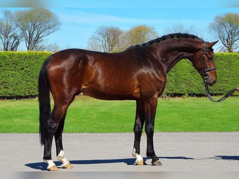 Zangersheide Merrie 3 Jaar 170 cm in Austria