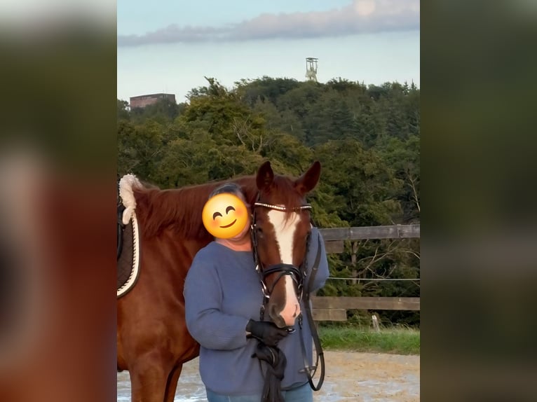 Zangersheide Merrie 3 Jaar 170 cm Vos in Kurtscheid