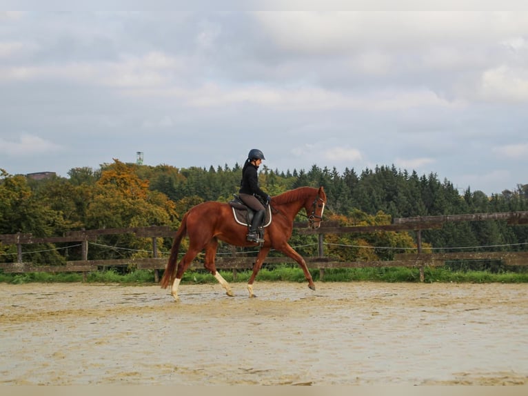 Zangersheide Merrie 3 Jaar 170 cm Vos in Kurtscheid