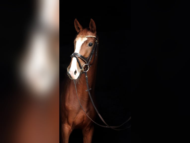 Zangersheide Merrie 3 Jaar 170 cm Vos in Kurtscheid