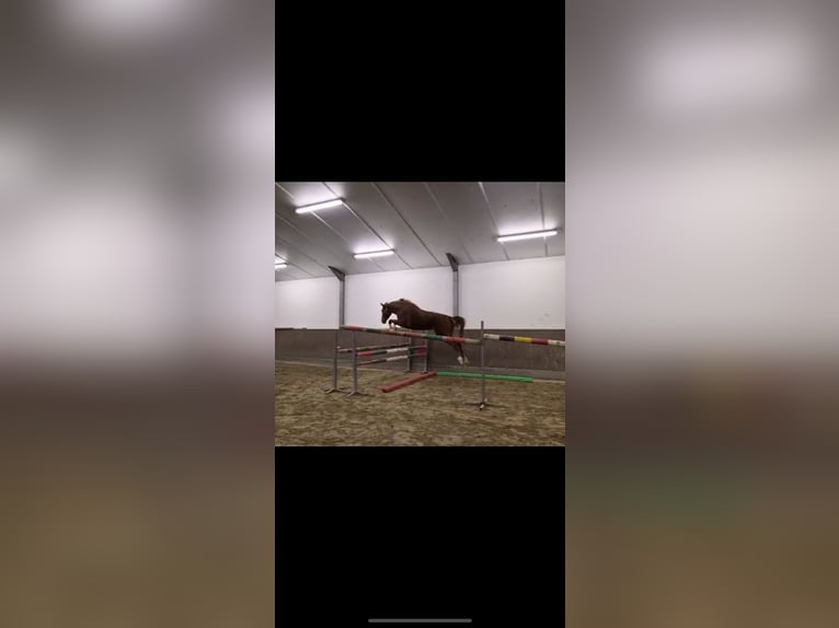 Zangersheide Merrie 3 Jaar 170 cm Vos in Herselt