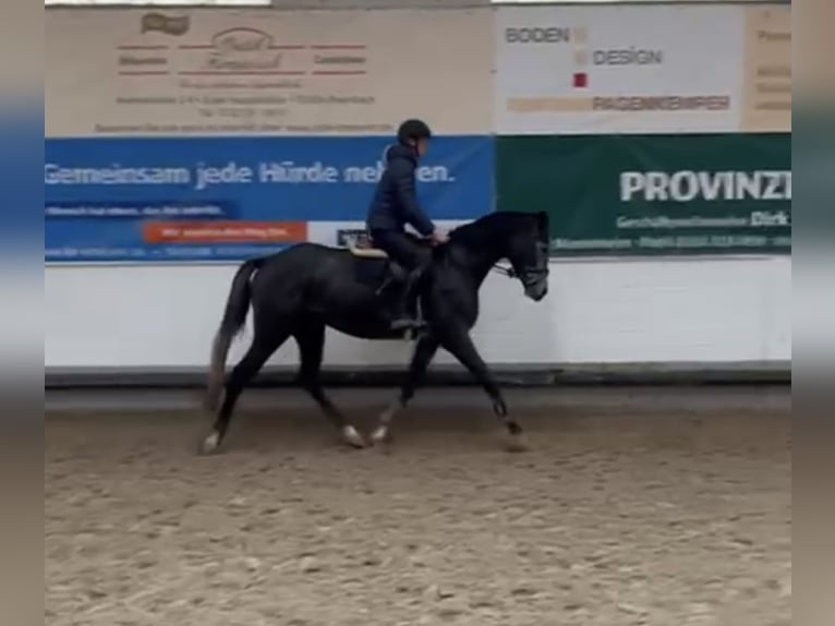 Zangersheide Merrie 3 Jaar 170 cm Zwartschimmel in Hennef