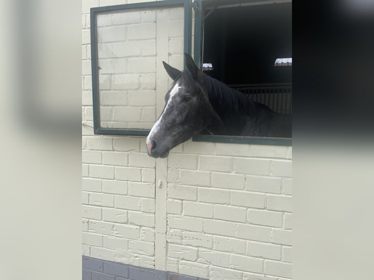 Zangersheide Merrie 3 Jaar 170 cm Zwartschimmel in Hennef