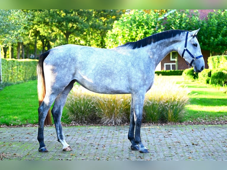 Zangersheide Merrie 3 Jaar 171 cm Schimmel in Bladel