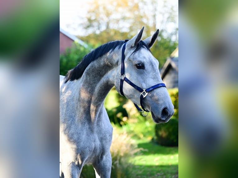 Zangersheide Merrie 3 Jaar 171 cm Schimmel in Bladel