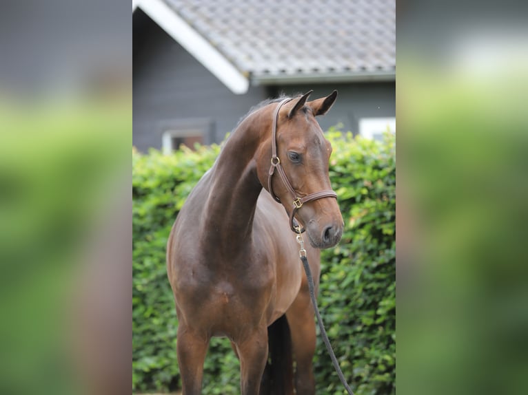 Zangersheide Merrie 3 Jaar  in Zieuwent