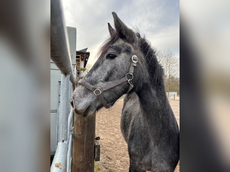 Zangersheide Merrie 3 Jaar Zwartschimmel in Muggensturm