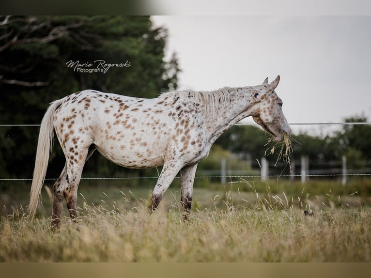 Zangersheide Merrie 4 Jaar 153 cm Appaloosa in Beaumont-Pied-de-Buf