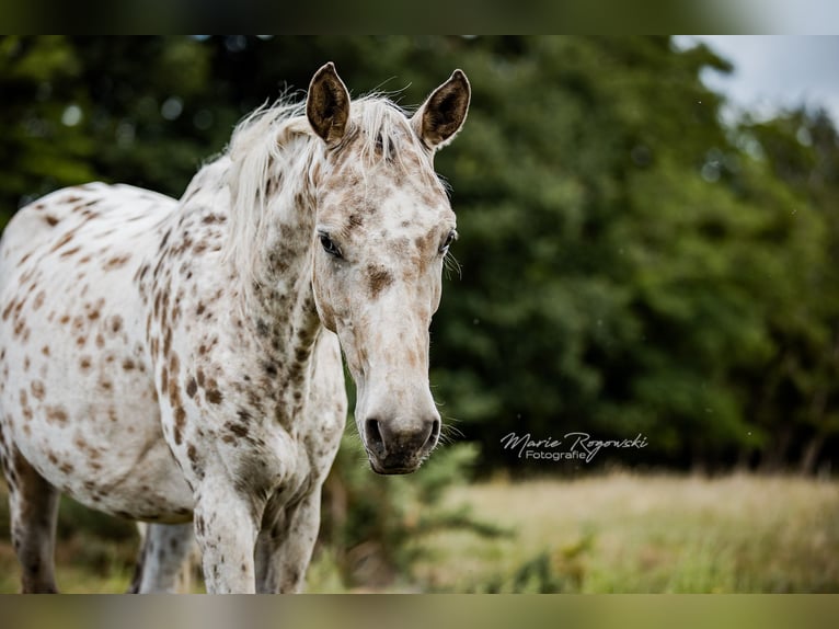 Zangersheide Merrie 4 Jaar 153 cm Appaloosa in Beaumont-Pied-de-Buf
