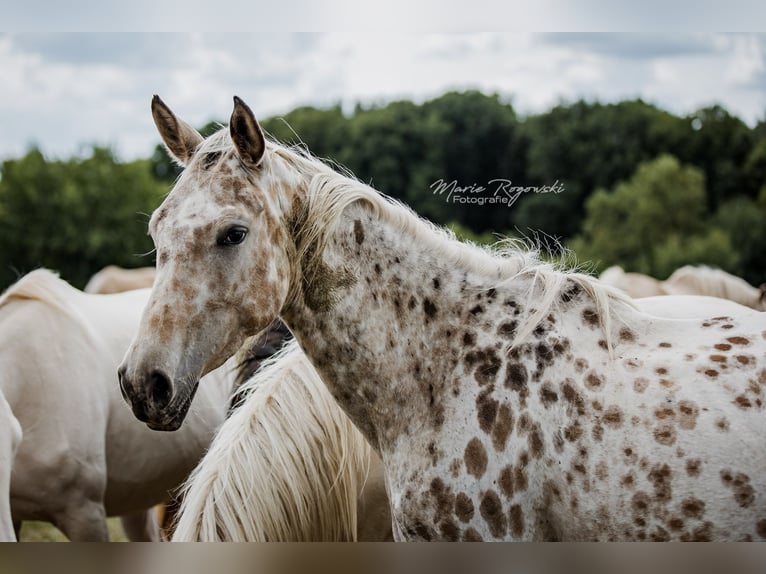 Zangersheide Merrie 4 Jaar 153 cm Appaloosa in Beaumont-Pied-de-Buf