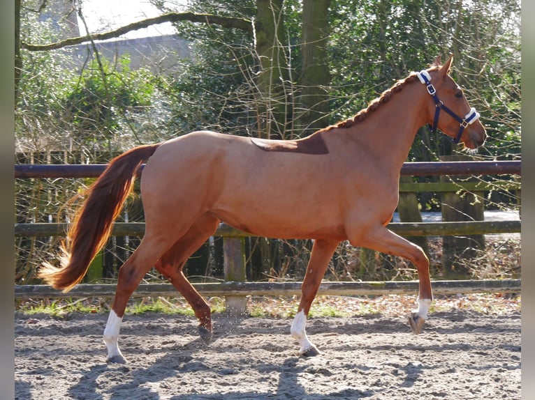 Zangersheide Merrie 4 Jaar 153 cm Vos in Dorsten