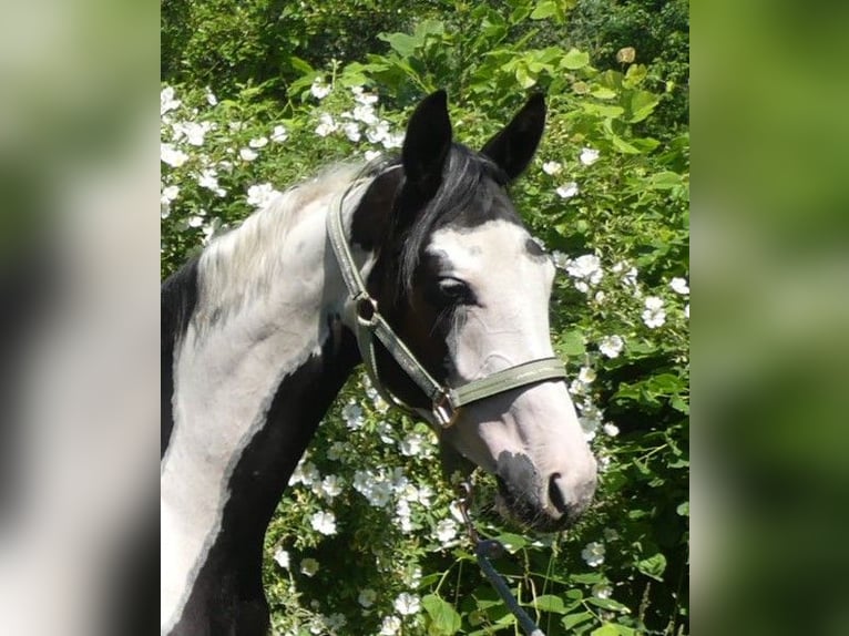 Zangersheide Merrie 4 Jaar 156 cm Gevlekt-paard in M&#xFC;cheln