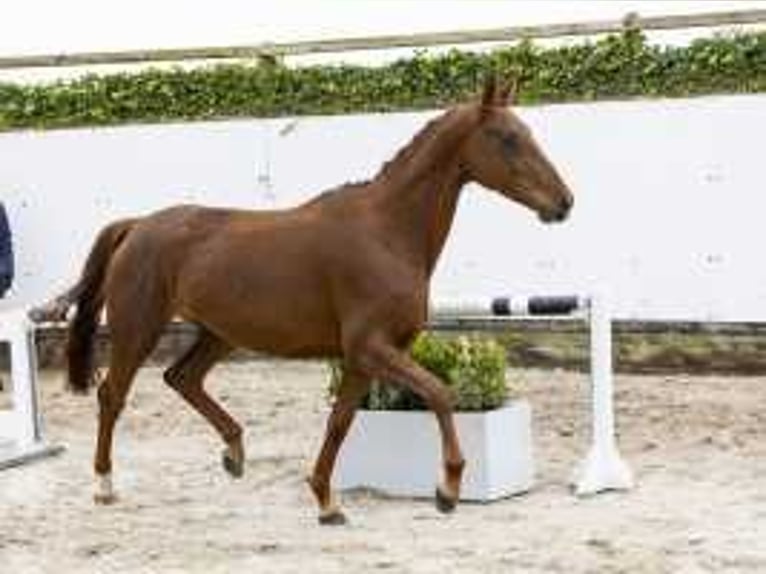 Zangersheide Merrie 4 Jaar 157 cm Vos in Waddinxveen